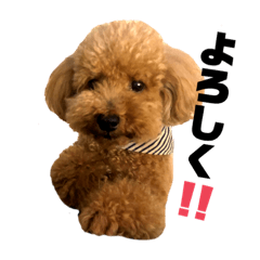 ku-chan(toy poodle)stamp