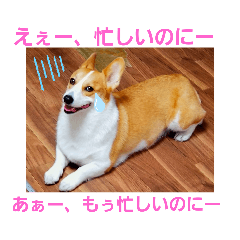 PECO_20190517175850