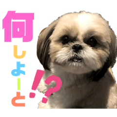 博多弁シーズー犬