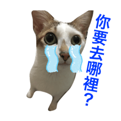 Yoyo 小貓的日常