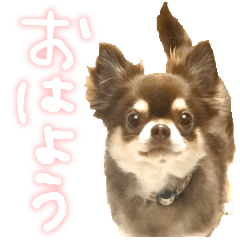 Chihuahua sticker that can be used daily