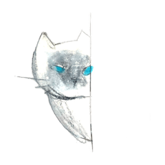 Fluffy Himalayan Cat