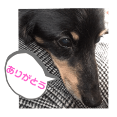 junjun_2019