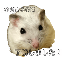 hamster is hizamaru.