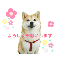 shibakomu_20190518195747