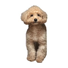 Herlyn's stickers