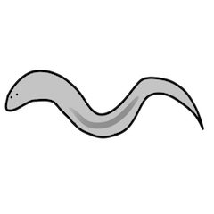 Stickers of C. elegans (nematode)
