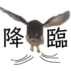 Im an owl named PoPo 2. Japanese.ver