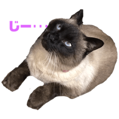 SAYAjj