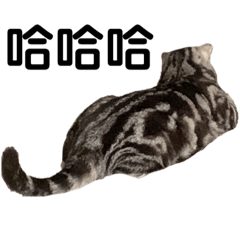 美國短毛貓-Mina（7）