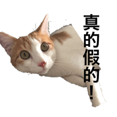 焦糖-糖寶貝