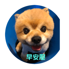 懵犬伯克（cute dog)