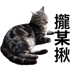 美國短毛貓-Mina（8）