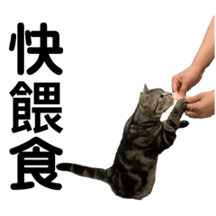 美國短毛貓-Mina（5）