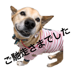 minami rip