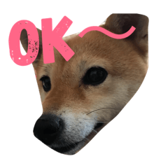 dog cocoa stamp