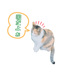 a very cute cat