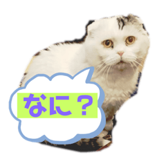 nyaaaaaaaaaaaan