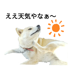 柴犬スタンプ2