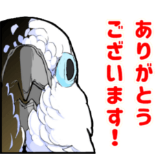Mischievous White parrot 3