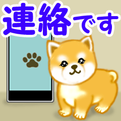 Puppy of Akita dog 4