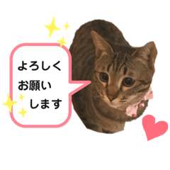kinapiko_20190520005255