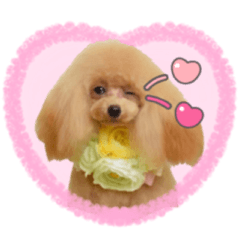 Poodle of love