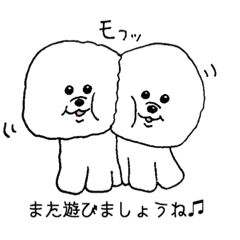 CHUNKPARTY.wan Bichonfrise