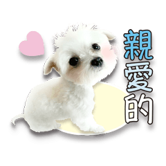 可愛狗狗 毛毛 馬爾濟斯Maltese