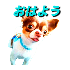 Ame's every