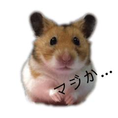 sena_hamster