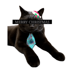 black cat Teddy bear