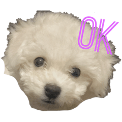 bichonfrise_abby