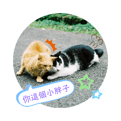 貓咪日常生活用語