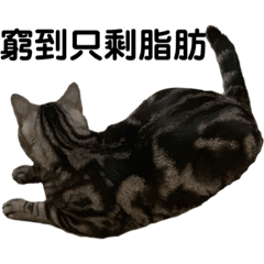 美國短毛貓-Mina（11）