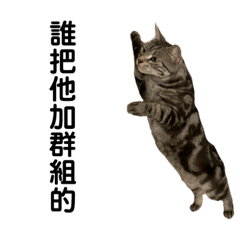 美國短毛貓-Mina(10)