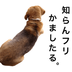 関西犬の日々。