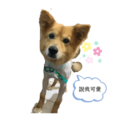 我們的甜蜜生活