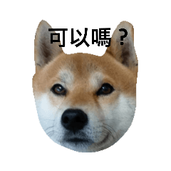 柴犬仔仔Shiba