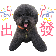 黑貴賓寶寶