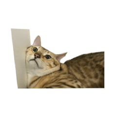 MY CAT DOG