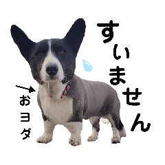 mischievous dogs 4