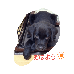 roko_20190522224834
