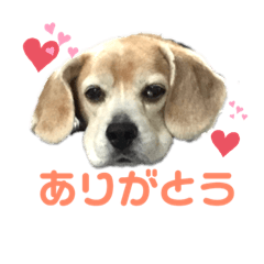 jun beagle