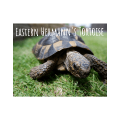 East Hermann's tortoise sticker