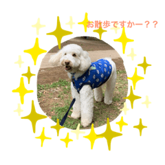 AustralianLabradoodleイサラのスタンプ