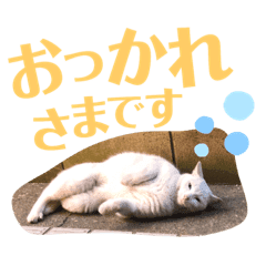 A Stray Cat Lives In My House สต กเกอร Line Line Store