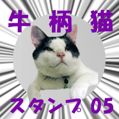 Bicolor cat sticker (series 05)