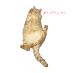Cat business greeting
