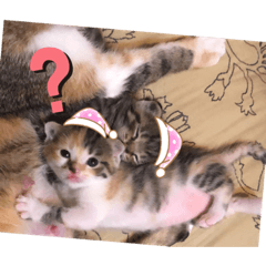 可以一家二部曲